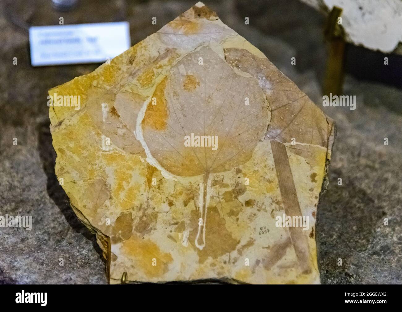Ausstellung von Pflanzenblattfossilien (Plafkeria obliquefolia) aus der Eozän-Zeit im John Day Fossil Beds National Monument. Kimberly, Oregon, USA. Stockfoto