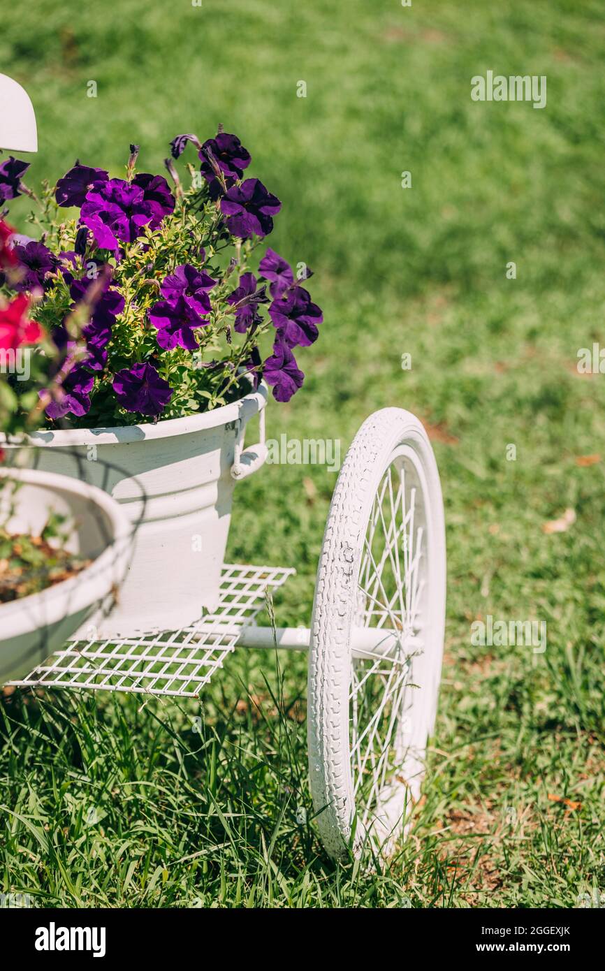 Dekorativer Retro Vintage Modell Fahrrad Ausgestattet Korb Blumen Garten Im Sonnigen Sommertag. Sommerblumen-Bett Mit Petunias. Landschaftsgestaltung, Gartengestaltung Stockfoto