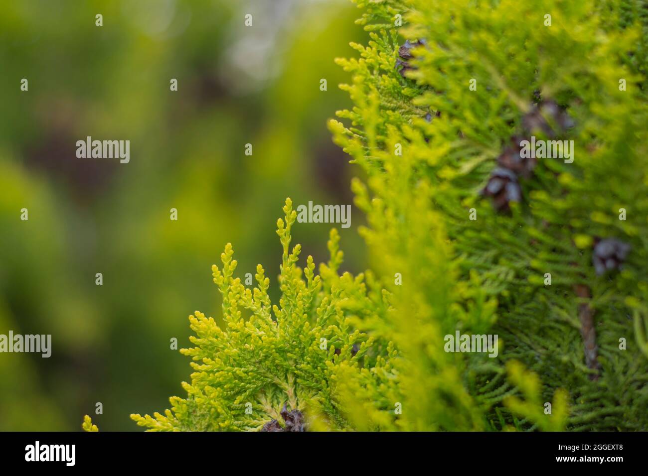 Zitronen-Zypresse im Garten des Hauses, nass von Regen. cupressus macrocarpa. Stockfoto