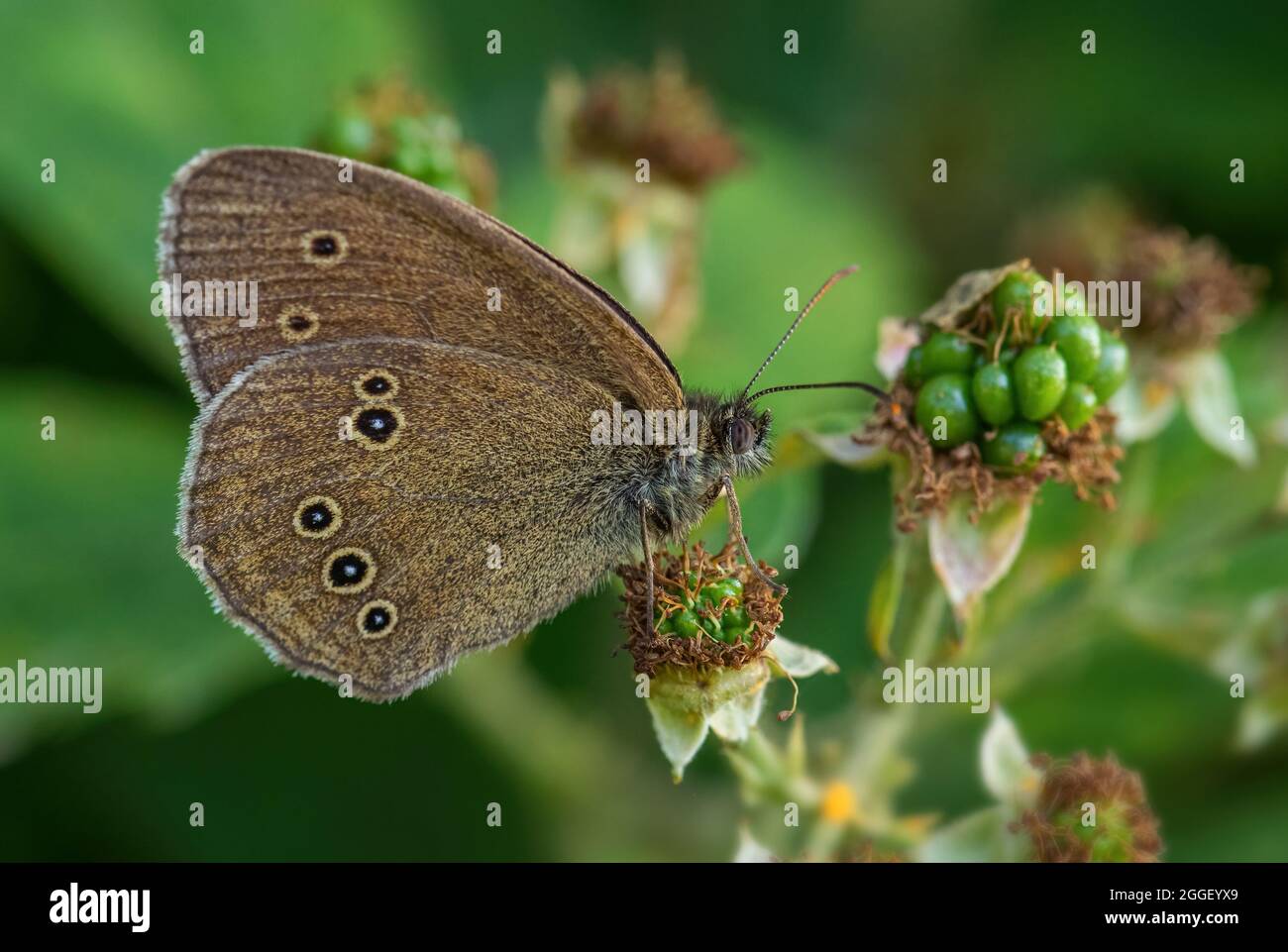 Ringel Schmetterling - Aphantopus hyperantus, schöner brauner Schmetterling aus europäischen Wiesen und Steppen, Zlin, Tschechische Republik. Stockfoto