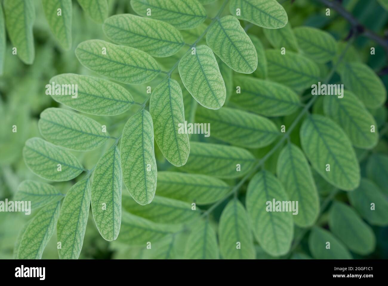 Robinia pseudoacacia Zweige mit neuem Blatt Stockfoto
