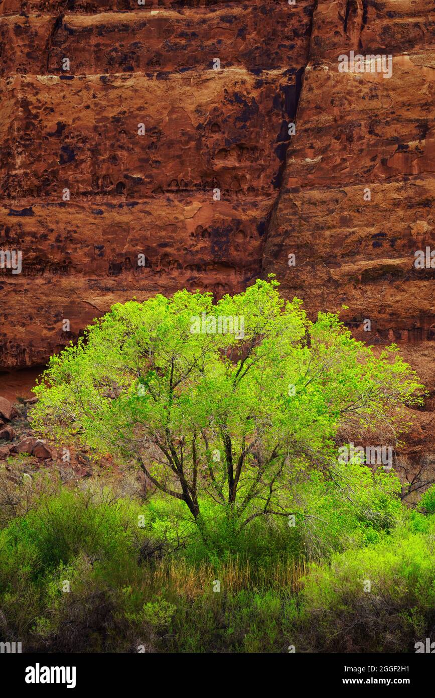 Grüne Baumwollwälder in der Nähe von Moab, Utah Stockfoto