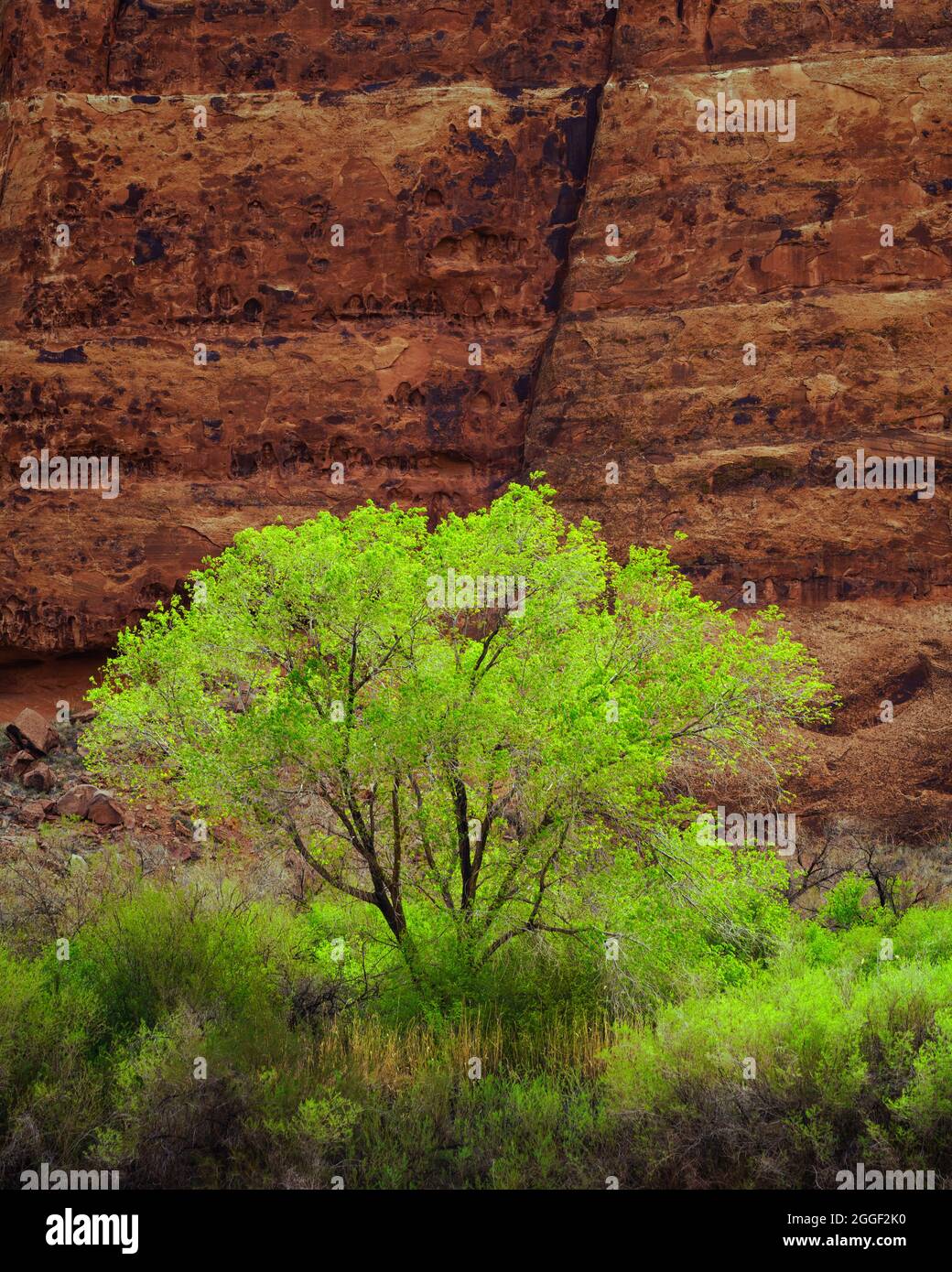 Grüne Baumwollwälder in der Nähe von Moab, Utah Stockfoto
