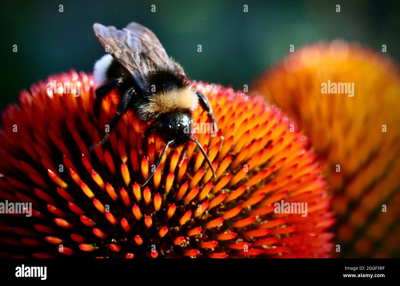 Echinacea Purpurea Blütenkopf mit einer Biene, die Pollen sammelt Stockfoto