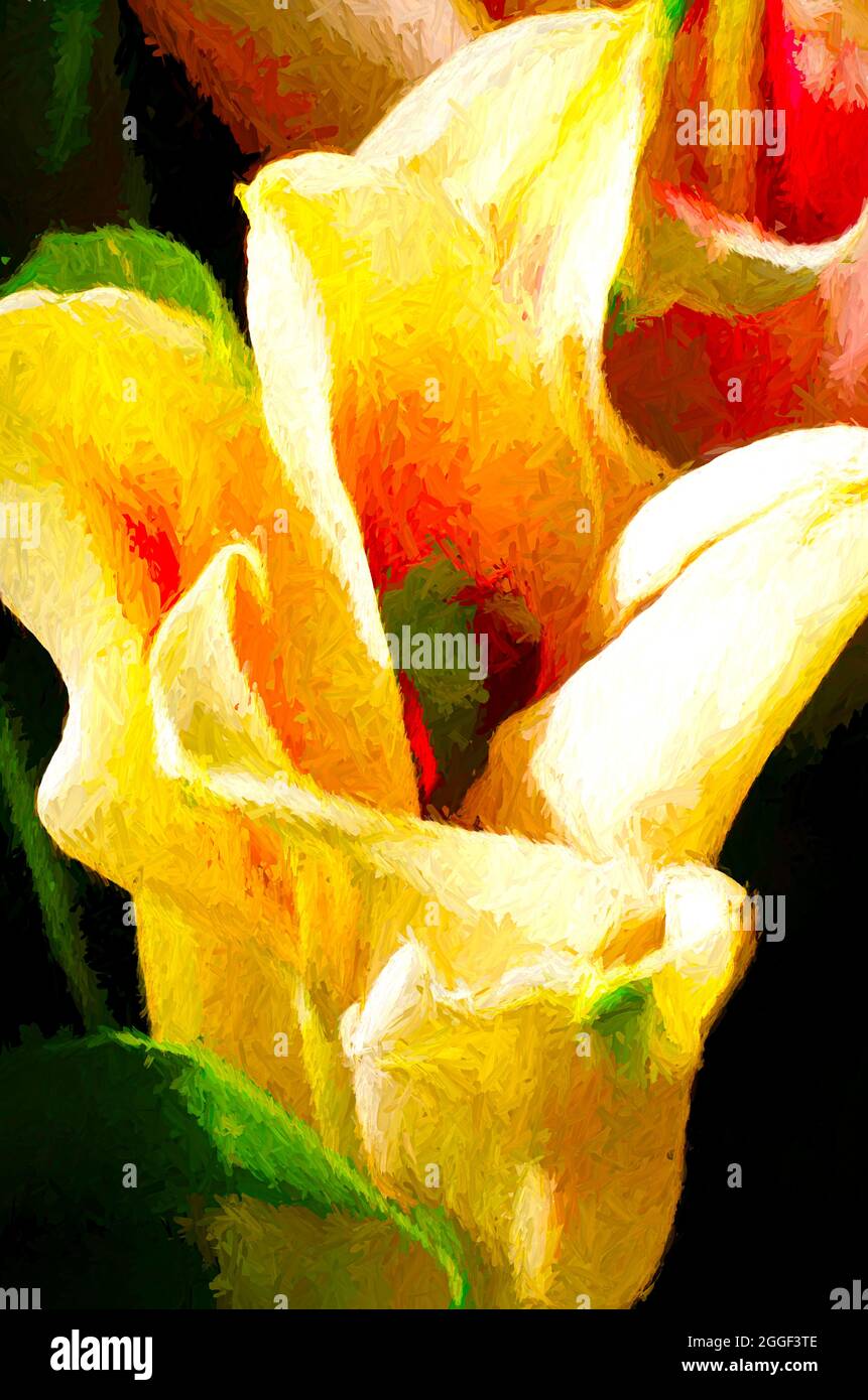 Digitale Malerei einer Lilie Stockfoto