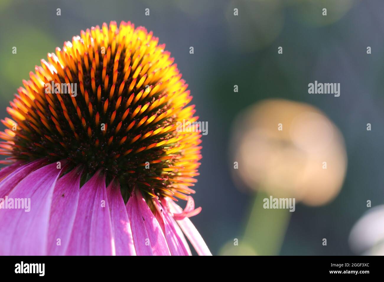 Echinacea Purpurea Blütenkopf Stockfoto