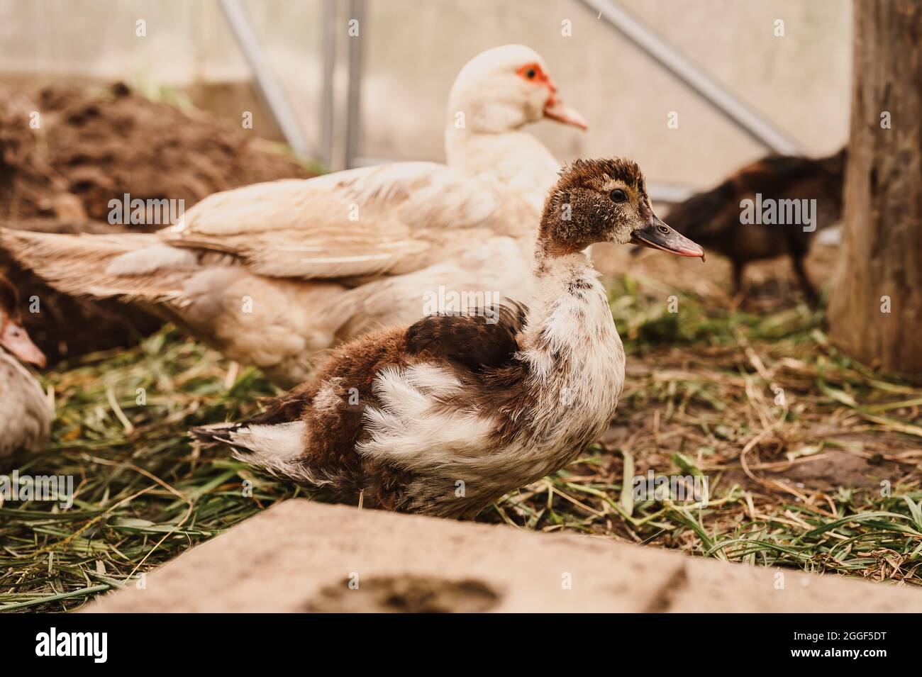 Moschus- oder indo-Enten auf einem Bauernhof in einem Hühnerstall. Zucht  von Geflügel in kleinerer häuslicher Landwirtschaft. Eine Mutter Ente und  aufgewachsen junge Enten in Stockfotografie - Alamy