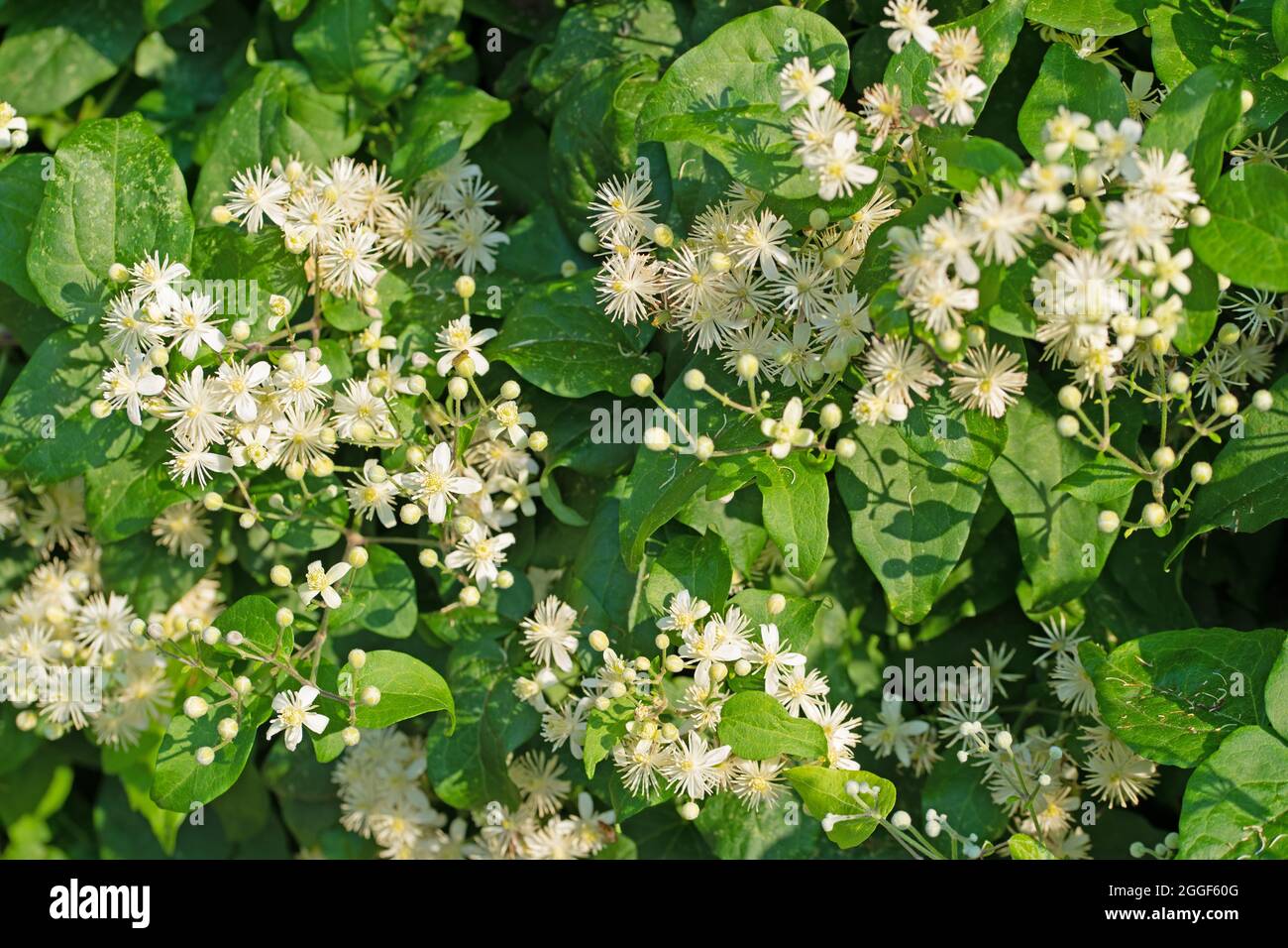 Blühende gemeine Clematis, Clematis vitalba Stockfoto