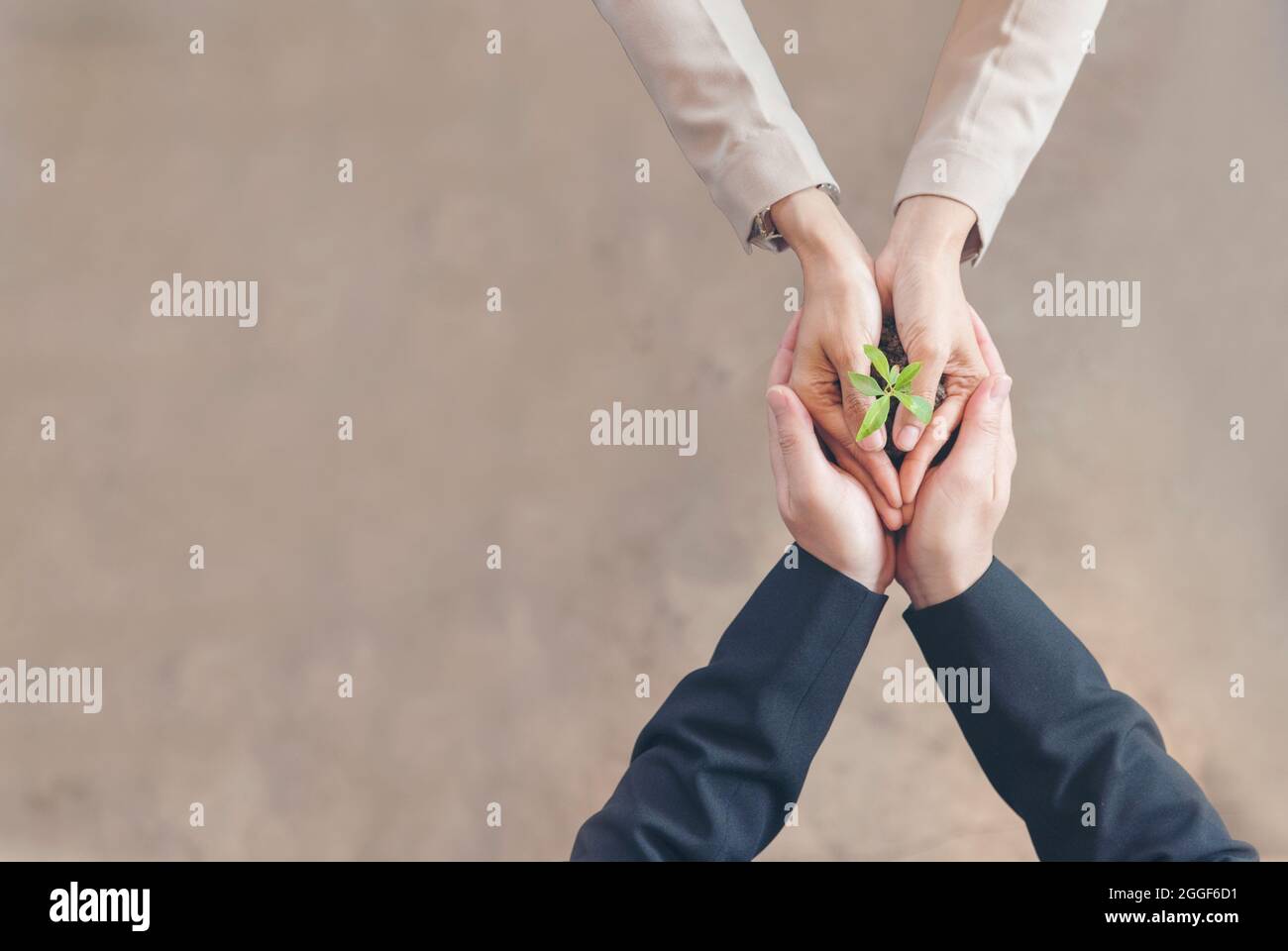 Nachhaltige Zusammenarbeit Green Ecology Business Company. Trust Partners Team Willkommen Hände halten grüne Pflanze zusammen. Hands Stacked of Partners wi Stockfoto