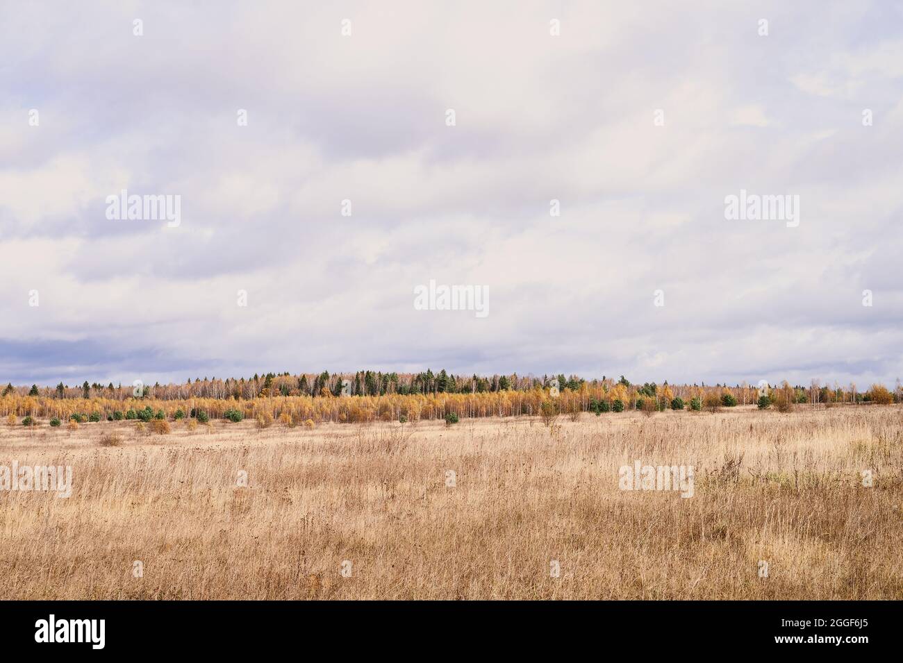 Herbst Ebene Landschaft. Herbst niedrigen Himmel mit Wolken, Bäume mit gelb fallenden Blättern und ein Feld mit verdorrten Gras Stockfoto