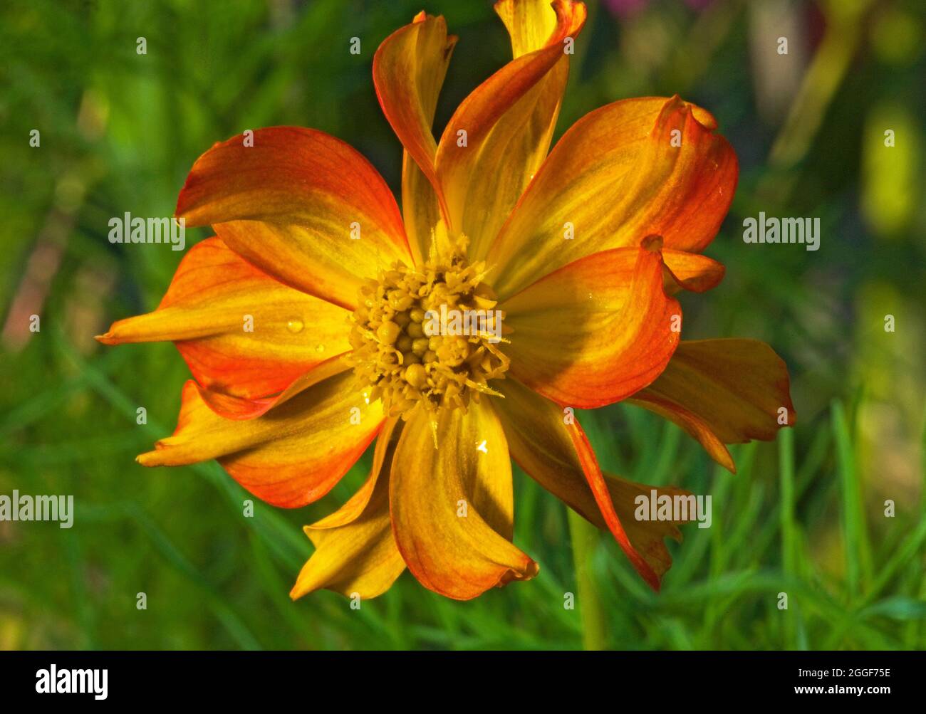 Porträt einer Schwefelkosmos-Blume, in einem Hausgarten in Bend, Oregon. Stockfoto