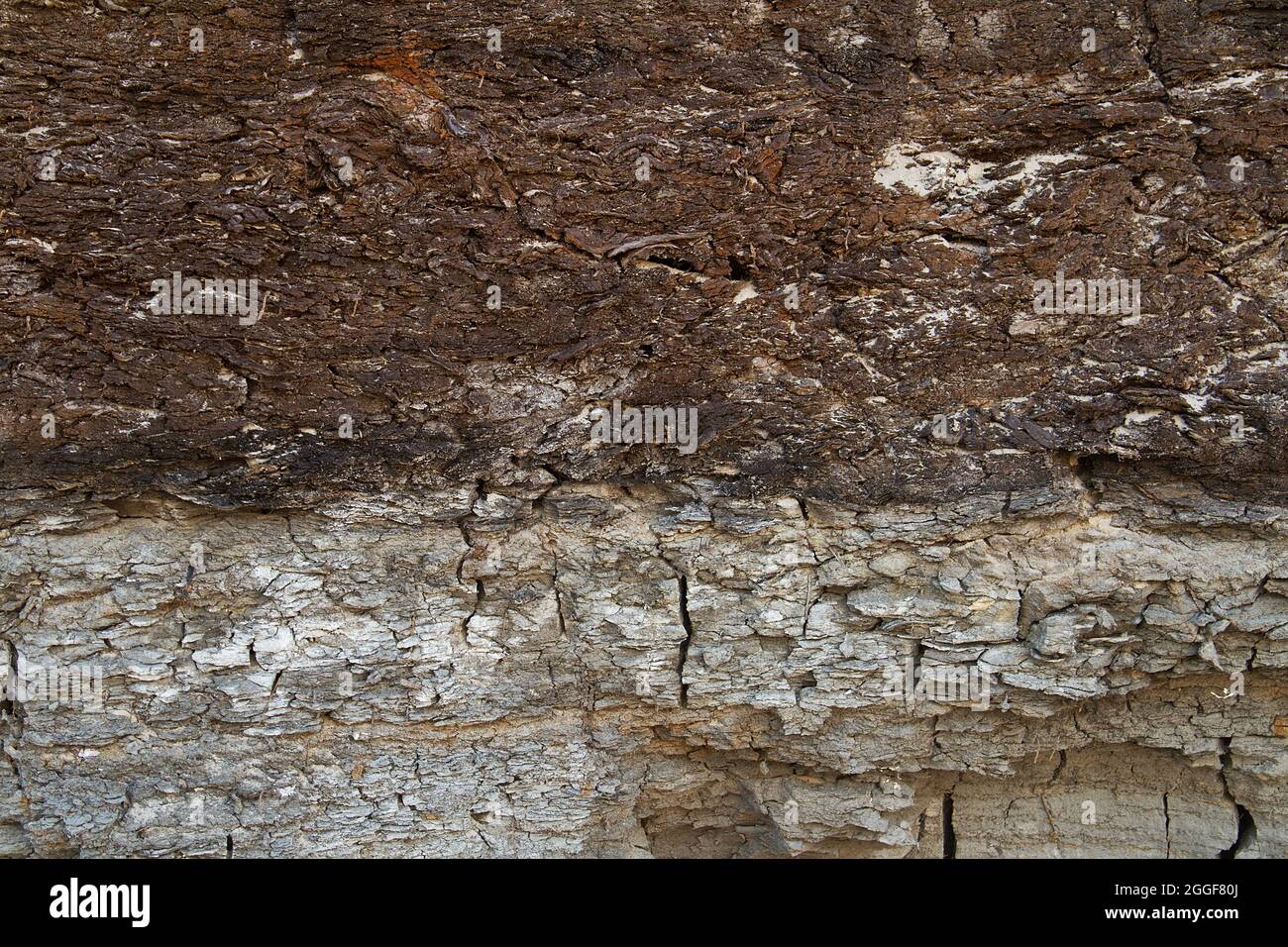 Nahaufnahme des Bodenprofils: Die Schicht des Torf auf der Oberseite der Schicht des Tones Stockfoto