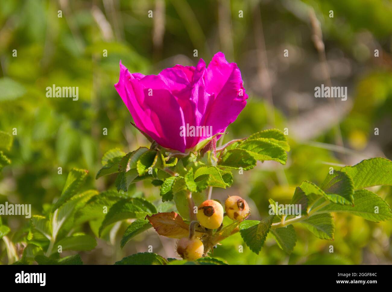 Violette Blume der Hundrose und einige kleine, grüne Hagebutten Stockfoto