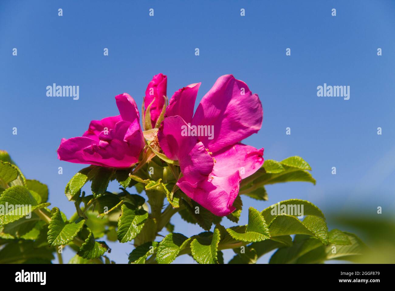 Blume des Hundes stieg unter blauem Himmel Stockfoto