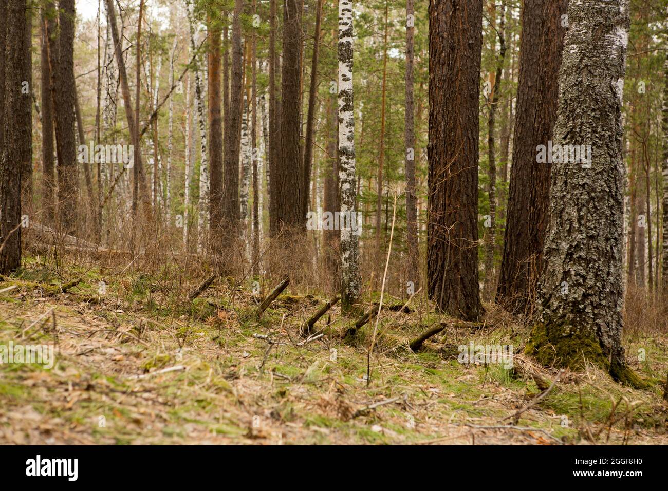 Die Straße durch den Nadelwald im Frühjahr Stockfoto