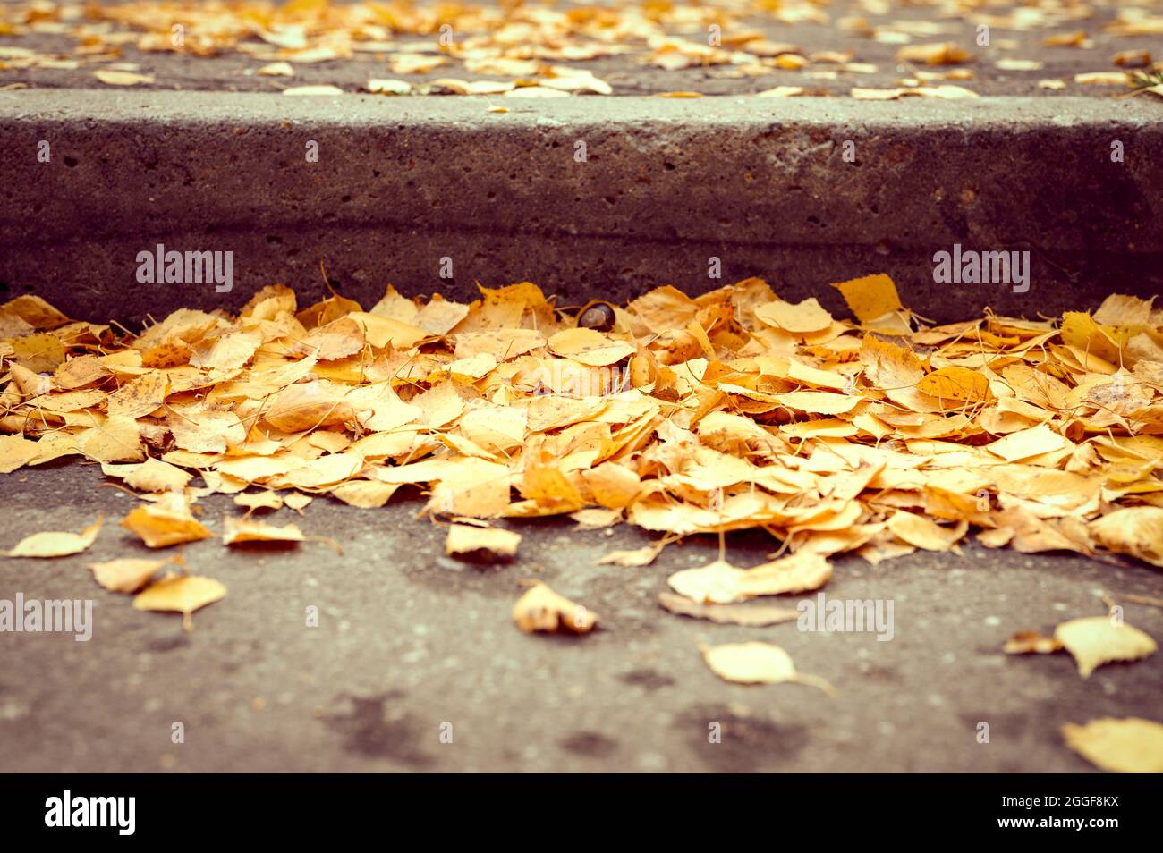 Herbst in der Stadt. Trocken gefallene Herbstbirken Blätter auf dem Asphalt in der Nähe der Bordsteinkante im Stadtpark Stockfoto