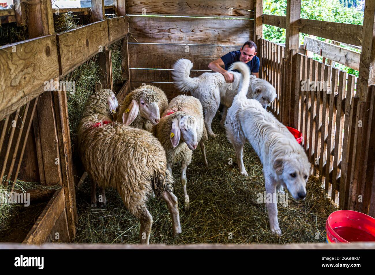 Wanderführer Franz Mair treibt einen Hütehund der Rasse Cane da Pastore Maremmano Abruzzese zu einer kleinen Schafherde in einem offenen Holzeinzug nahe der Gsteier-Alm über Schenna, Südtirol, Italien; anders als die Schafe können die Hunde den Einzug jederzeit verlassen. Sie bewachen die Schafe tagsüber und werden besonders wachsam in der Dämmerung und nachts. Stockfoto