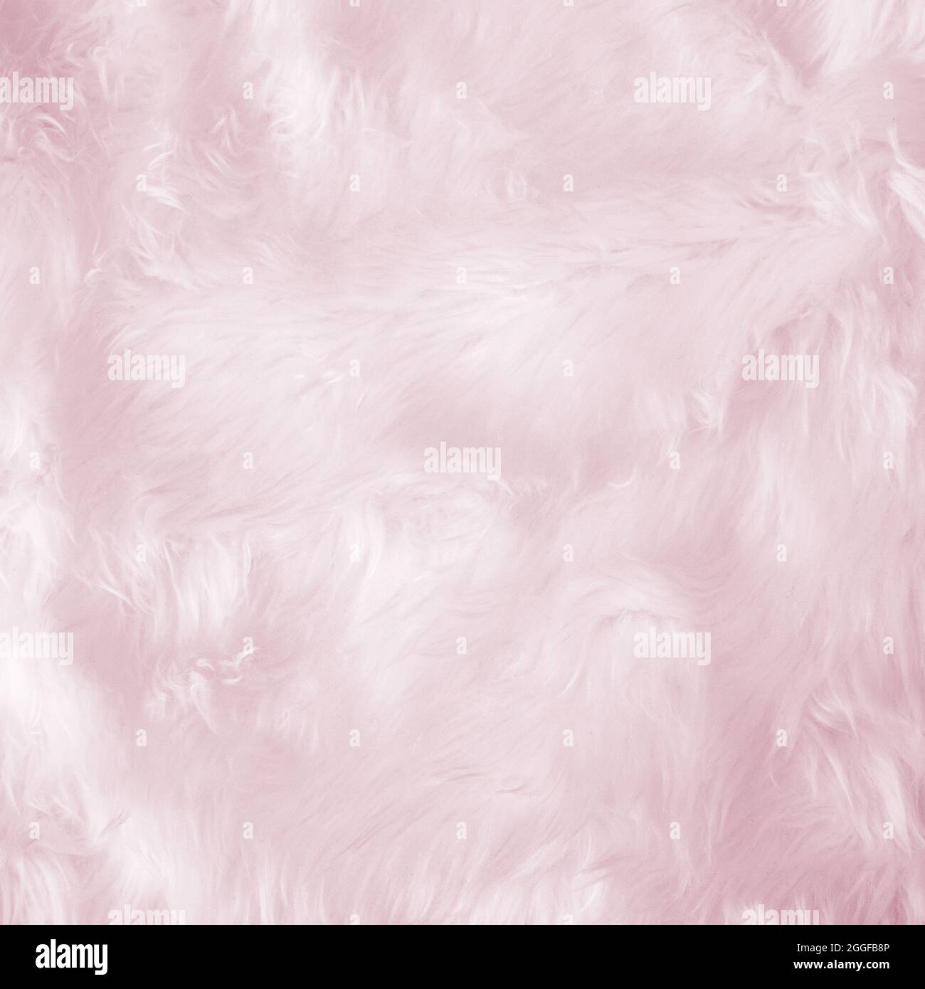Closeup Tier weißer Wolle schaf Hintergrund in der Ansicht von oben Licht natürlicher Detailtreue, grau flauschige Baumwolle nahtlose Textur. Lamm Fell Haut faltig, Teppich Matte Stockfoto