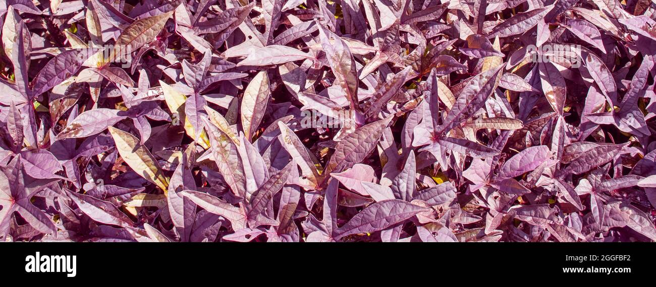 Lila Süßkartoffel Weinstock Blätter Hintergrund. Stockfoto
