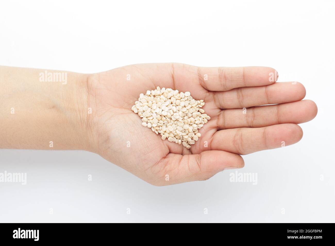 Makro-Nahaufnahme von organisch geteiltem poliertem weißen Urad-Dal (Vigna mungo) auf der Handfläche einer weiblichen Hand. Draufsicht Stockfoto