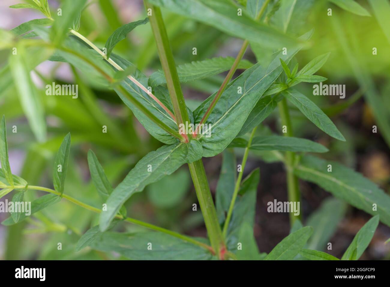 Blutweiderich, Blut-Weiderich, Blatt, Blätter, Gewöhnlicher Blutweiderich, Lythrum salicaria, Purple Loosestrife, Spiked Loosestrife, Purple Lythrum, Stockfoto