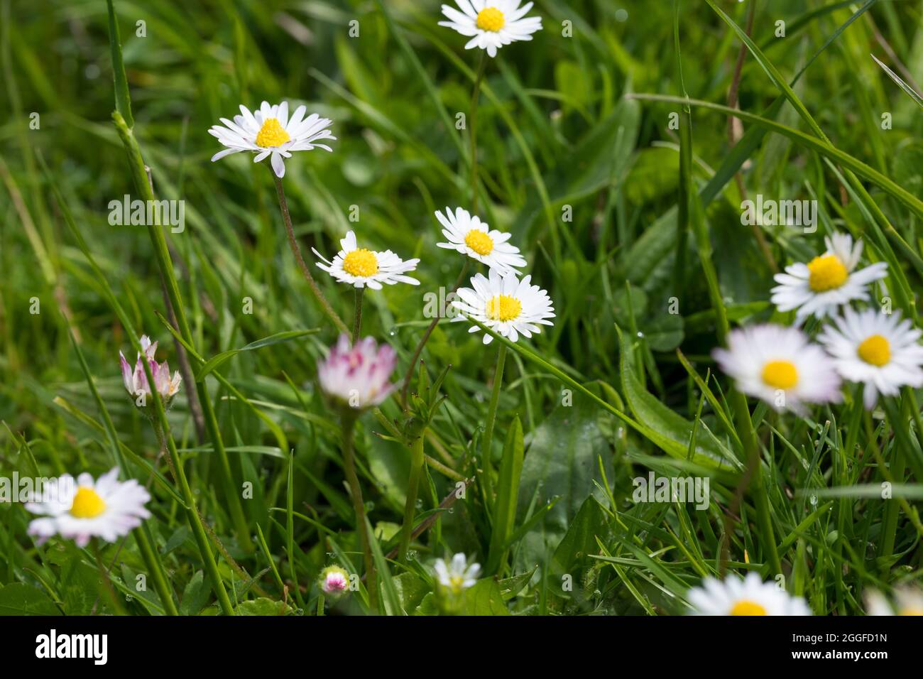 Gänseblümchen Gänseblümchen, Ausdauerndes, mehrjähriges Gänseblümchen, Maßliebchen, Tausendschön, Bellis perennis, Englisch Daisy, Daisy, Rasen, d Stockfoto