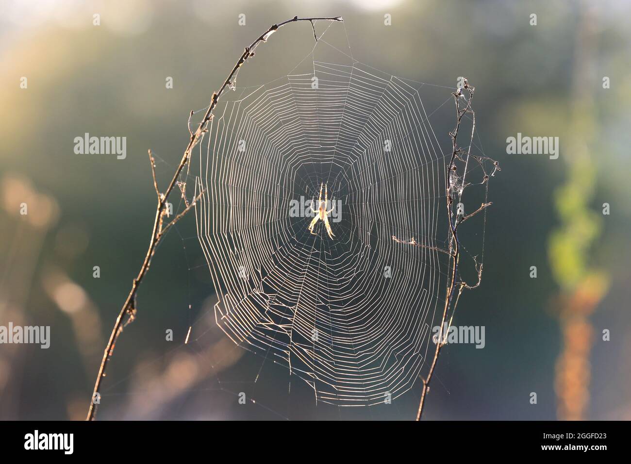 Spinnennetz auf Gras auf der Sommerwiese Stockfoto