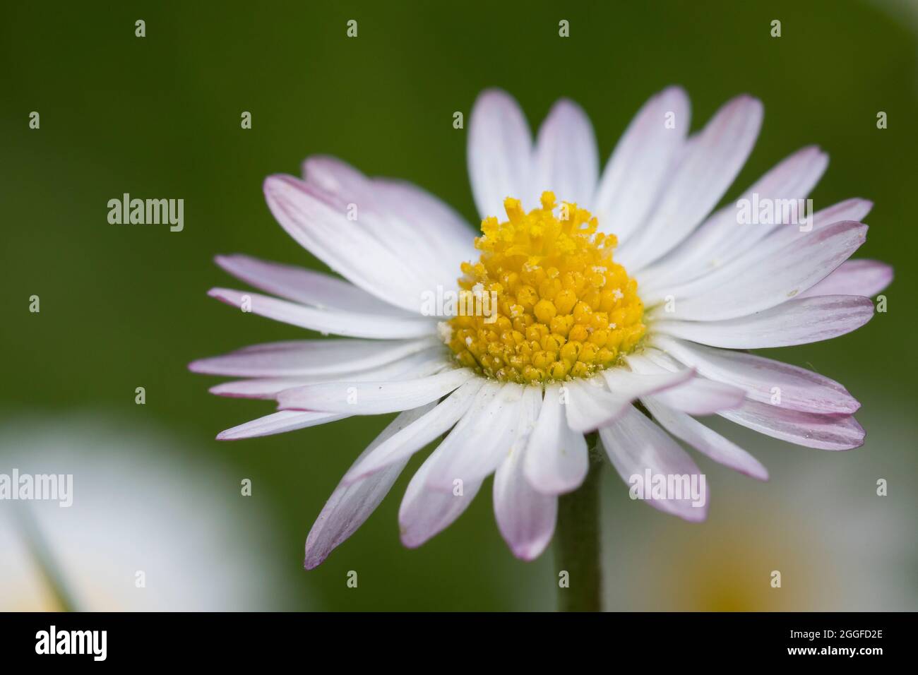 Gänseblümchen Gänseblümchen, Ausdauerndes, mehrjähriges Gänseblümchen, Maßliebchen, Tausendschön, Bellis perennis, Englisch Daisy, Daisy, Rasen, d Stockfoto