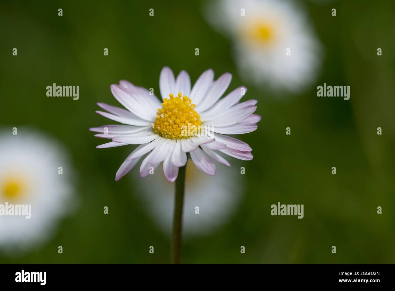 Gänseblümchen Gänseblümchen, Ausdauerndes, mehrjähriges Gänseblümchen, Maßliebchen, Tausendschön, Bellis perennis, Englisch Daisy, Daisy, Rasen, d Stockfoto