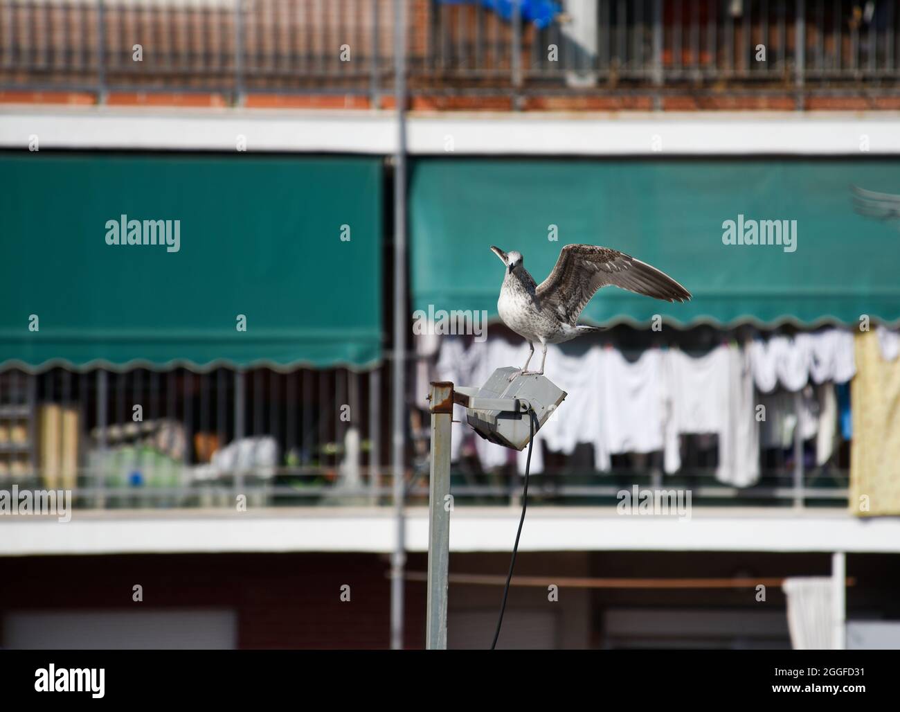 Eine Möwe fliegt hinüber und verbarst sich auf einer Straßenlaterne mitten in der Stadt Stockfoto