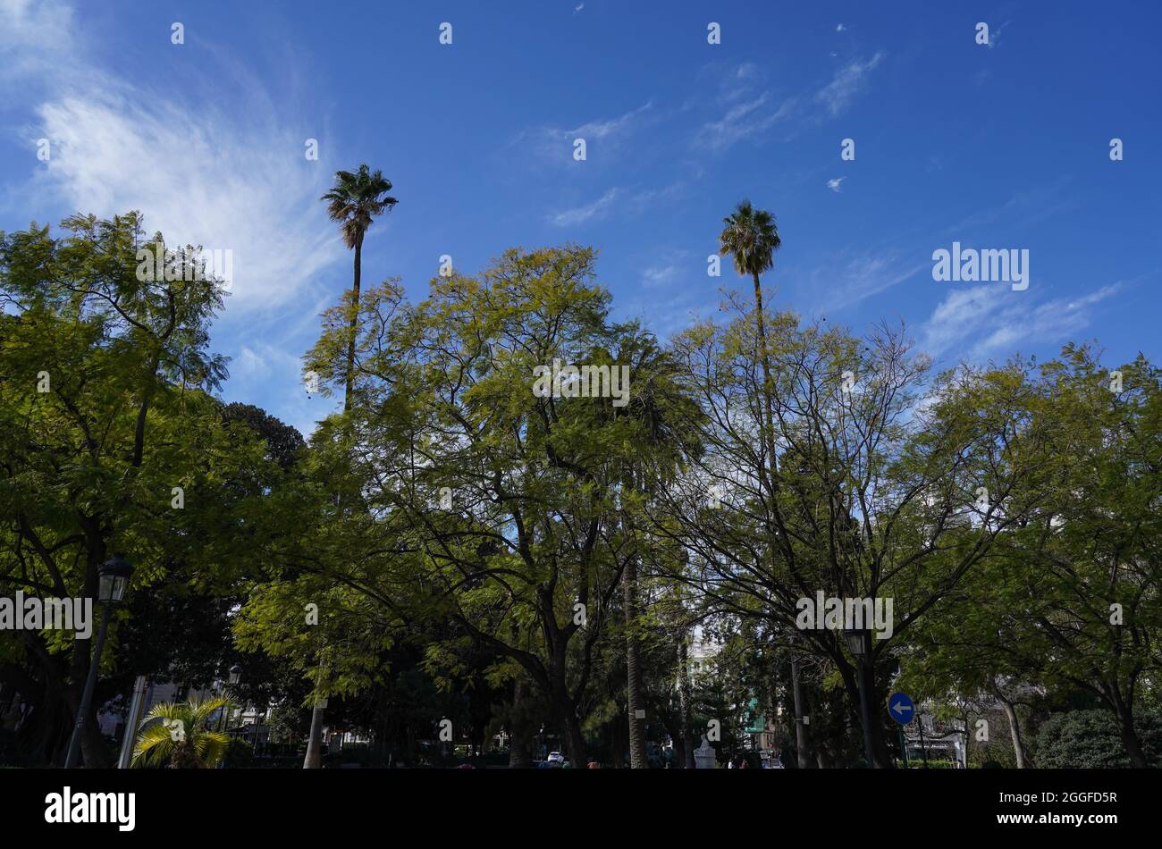 Zwei Palmen inmitten der Bäume eines Gartens in der Stadt Stockfoto