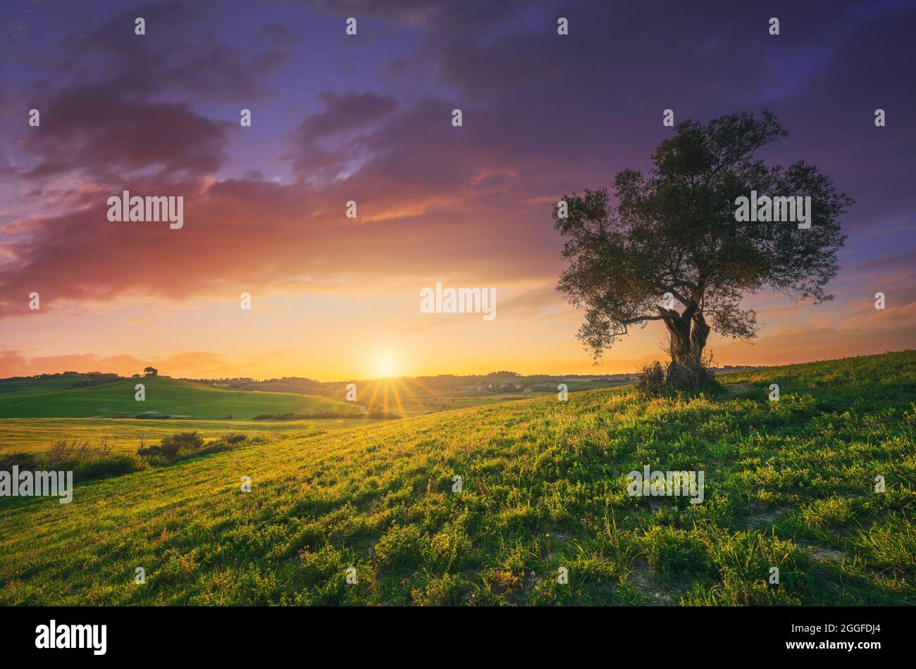 Olivenbaum bei Sonnenuntergang. Landschaft der Maremma, sanfte Hügel und grüne Felder im Frühling. Bibbona, Toskana Italien Europa. Stockfoto