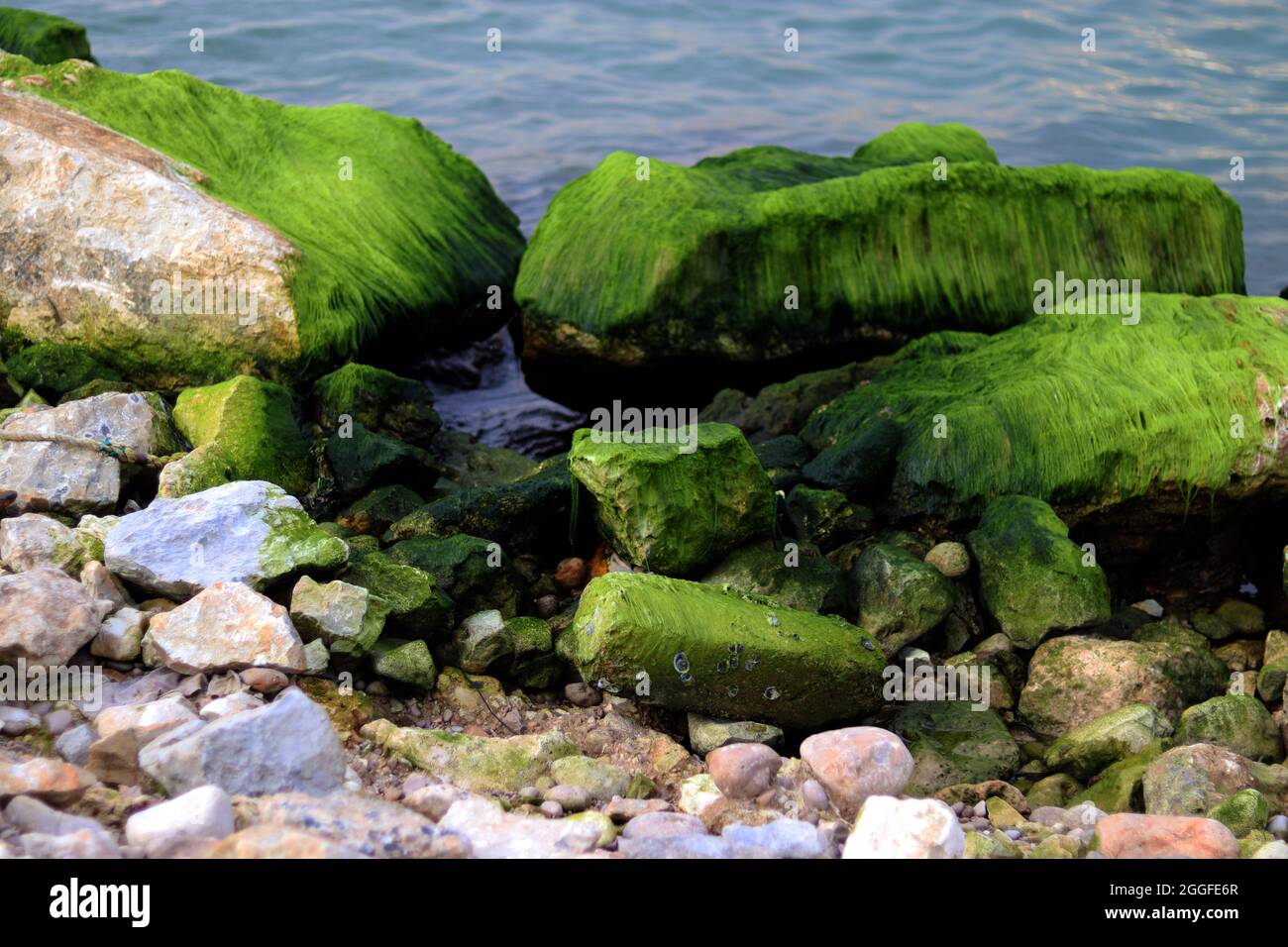 Ein Wiedersehen von schwarzen Krabben auf dem Moos und Felsen, hinter ihnen die blauen Wellen krachen, im Libanon. Stockfoto