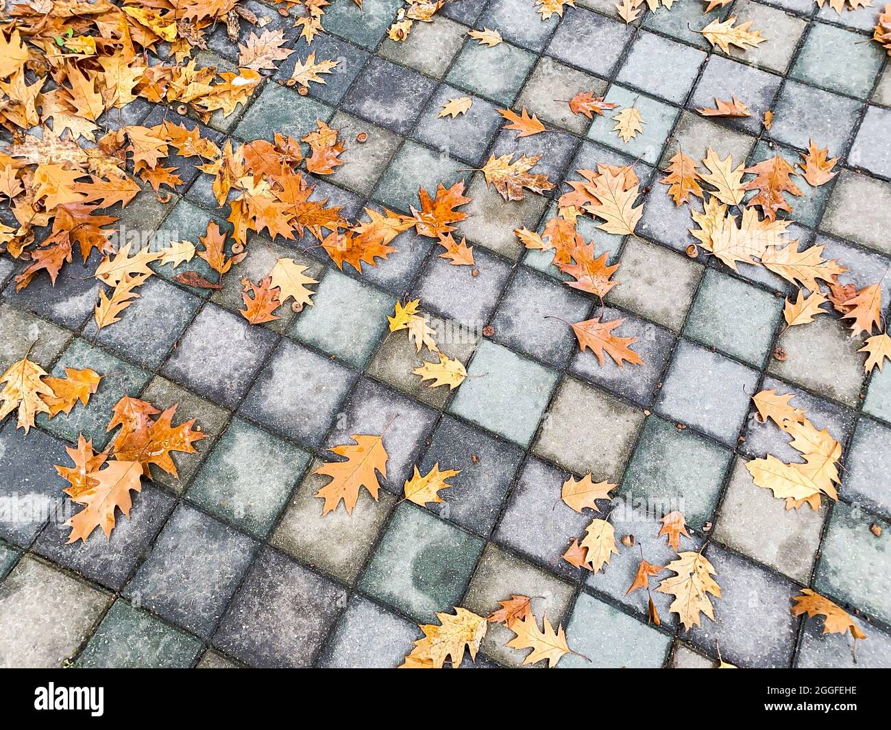 Fallen bunte Herbst Ahornblätter auf nassem grauen Steinpflaster Stockfoto