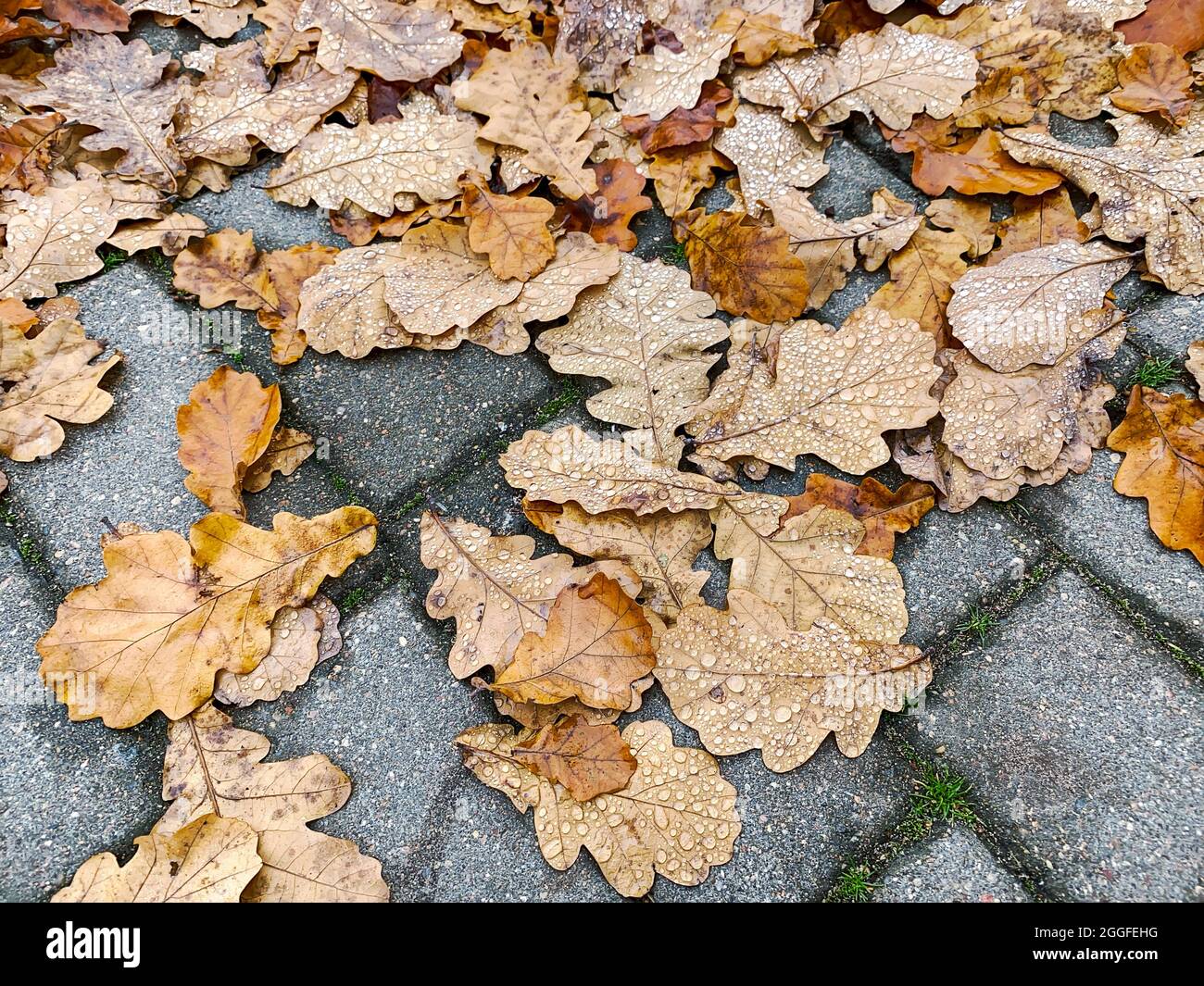 Draufsicht auf getrocknetes Eichenlaub mit Regentropfen auf grauem Steinpflaster am Herbsttag Stockfoto