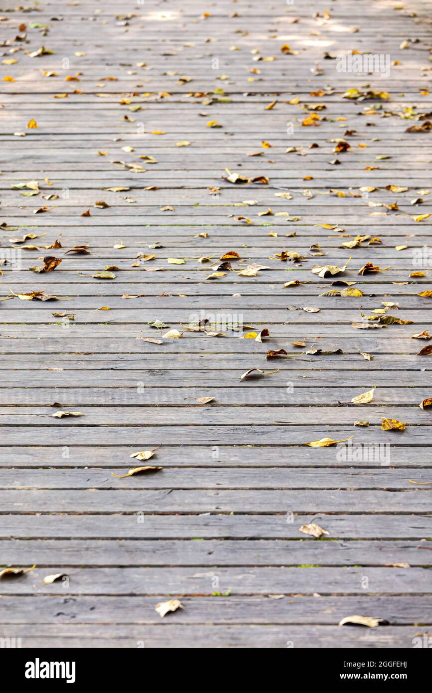 Alte, graue Holzdielen, die mit heruntergefallenen, trockenen, gelben Herbstblättern bedeckt sind Stockfoto