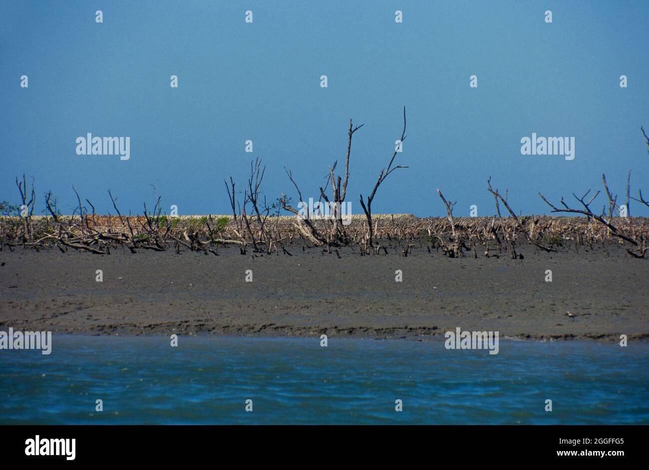 Entwaldete Mangroven. Stockfoto