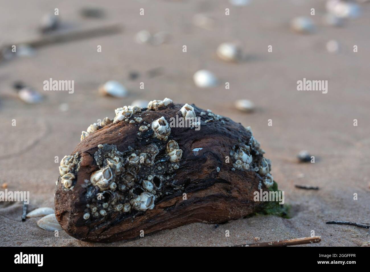 Baunnacle (Amphibalanus improvisus) auf einem Stück Holz an einer sandigen Baltis-Küste Stockfoto