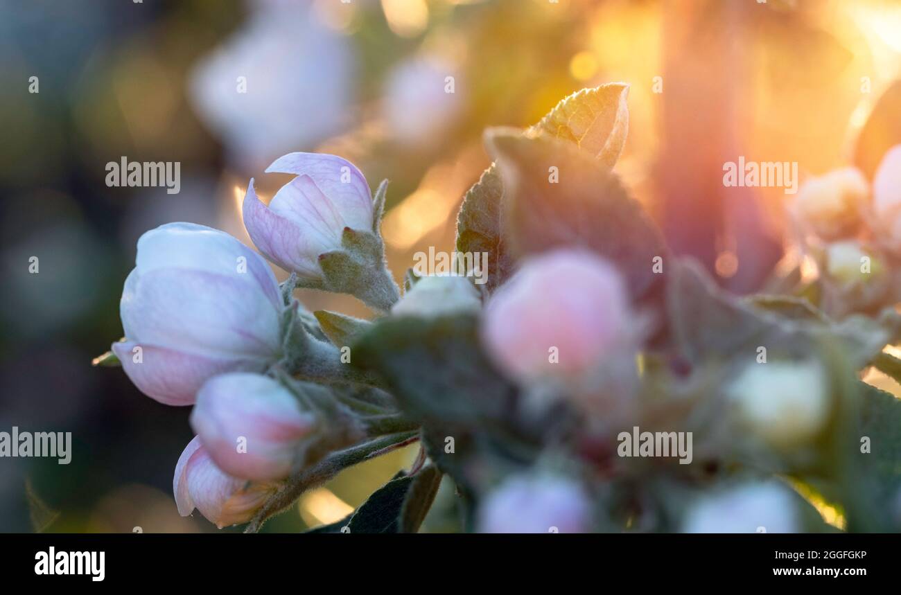 Apfelbaum Zweig mit ungeöffneten Blütenknospen während des Sonnenuntergangs am Maiabend Stockfoto