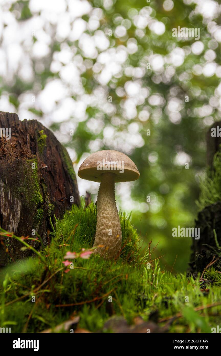Junger grauer Birkenpilz, der in verschiedenen erstaunlichen Moosarten zwischen zwei Baumstümpfen in einem hellen lettischen Herbstwald wächst Stockfoto