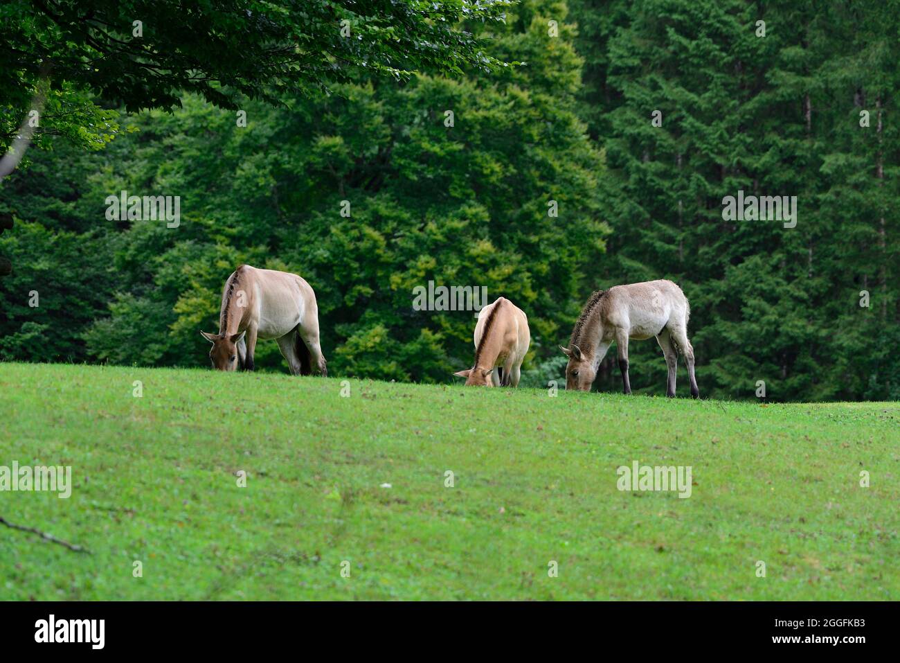 Cumberland Wildlife Park Grünau, Oberösterreich, Österreich. Wildpferd (Equus ferus przewalskii) Stockfoto