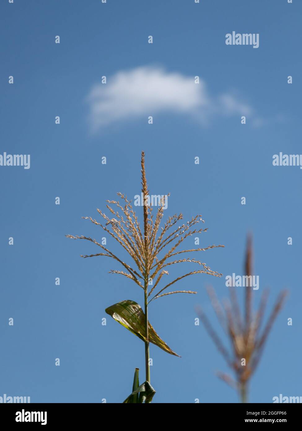 Viele kleine männliche Blüten bilden den männlichen Blütenstand, genannt die Quaste auf der Maispflanze auf dem Feld gegen den blauen Himmel mit einer Wolke Stockfoto