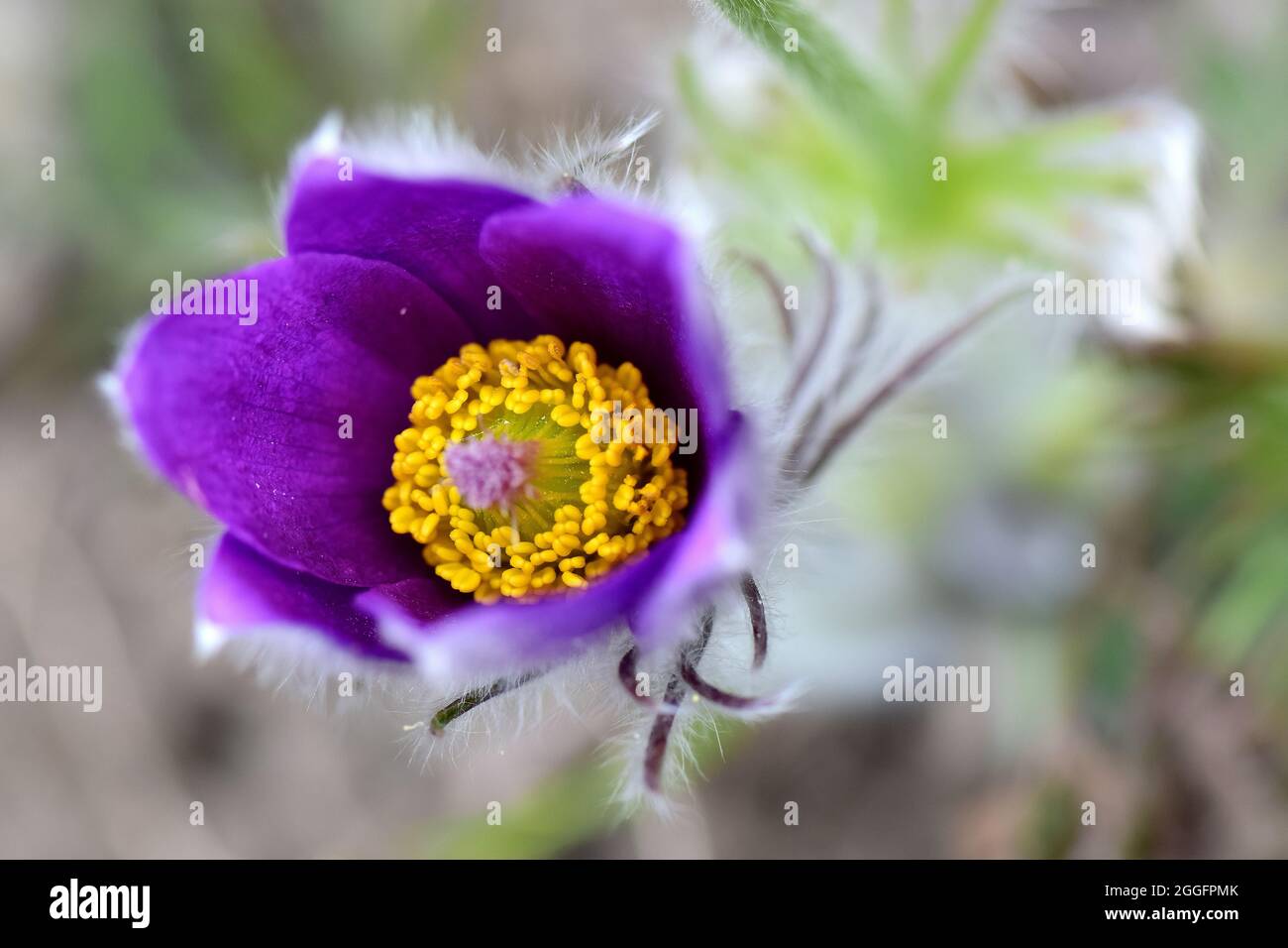 Kleine Pasquenblume, Pasquenblume, Wiesen-Kuhschelle, Kuhschelle, Pulsatilla pratensis ssp Zimmermannii, kökörcsin Stockfoto