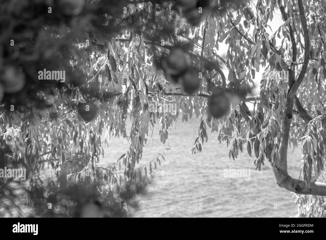 Kiefernzweige mit Zypressenzapfen darauf in der Nähe des Meeres Stockfoto