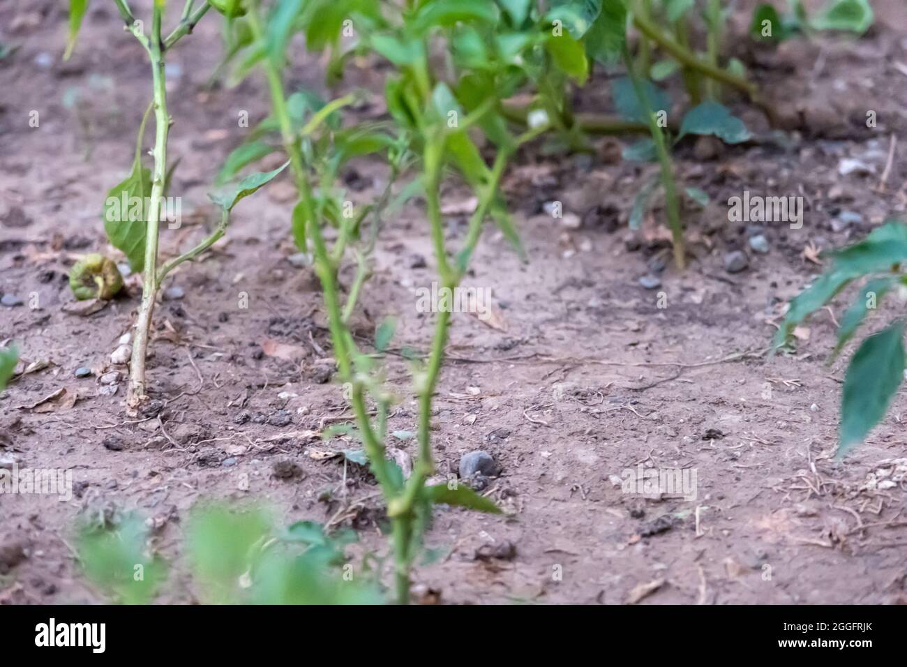 Konzept von Trockenheit, trockenem Boden, Mangel an Regen und Bränden im Sommer Stockfoto