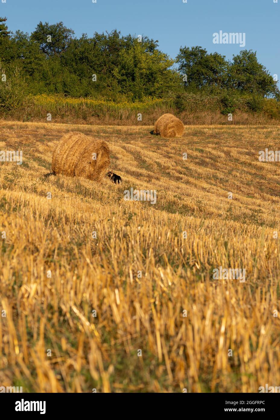 Ein Hund auf dem landwirtschaftlichen Feld wandert während des Herbstabends im goldenen Sonnenlicht zwischen Strohballen Stockfoto