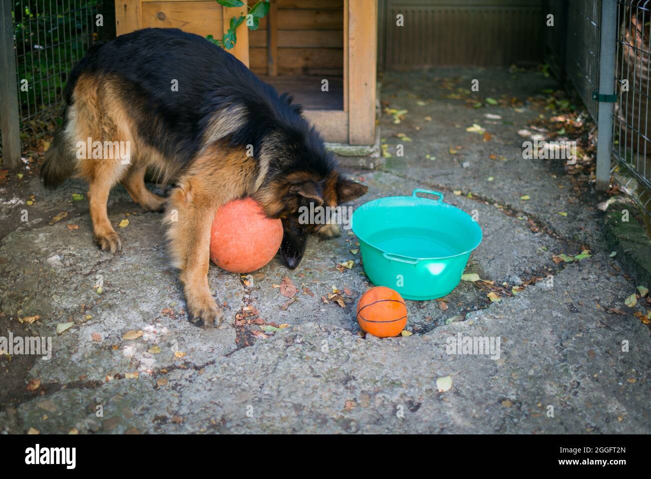 Der Schäferhund 'Ajax' versucht, seinen neuen Ball zu platzen und weil er scheitert, wird er wütend und knurrt darüber. Stockfoto