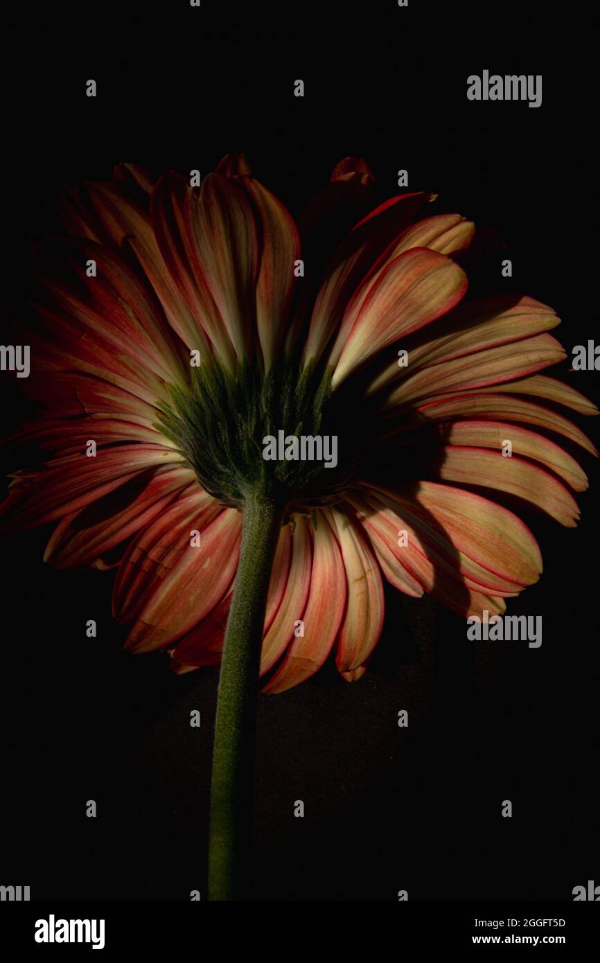 Blumen Kunst Stockfoto