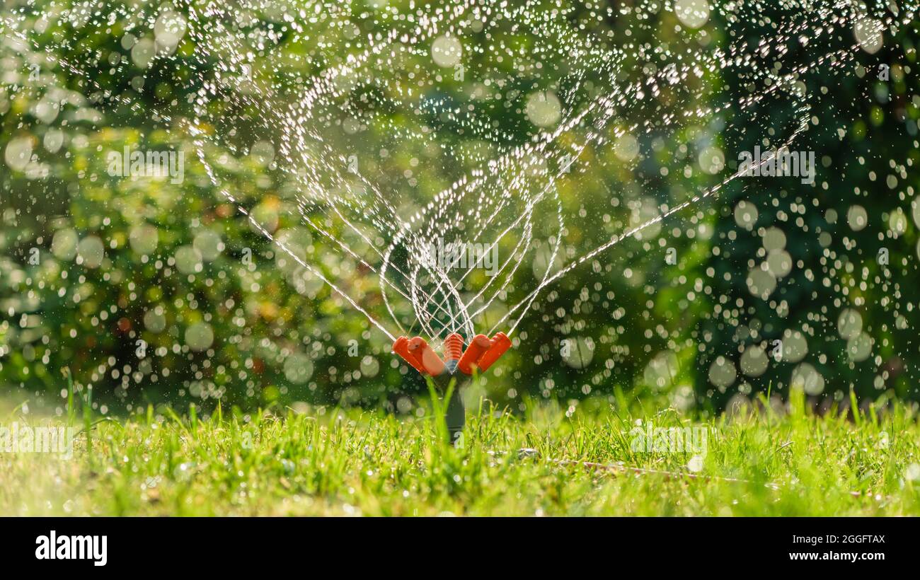 Rasenwassersprinkler sprühen Wasser über grünes frisches Gras im Garten oder Hinterhof an heißen Sommertagen. Automatische Bewässerung Ausrüstung, Rasenpflege, ga Stockfoto