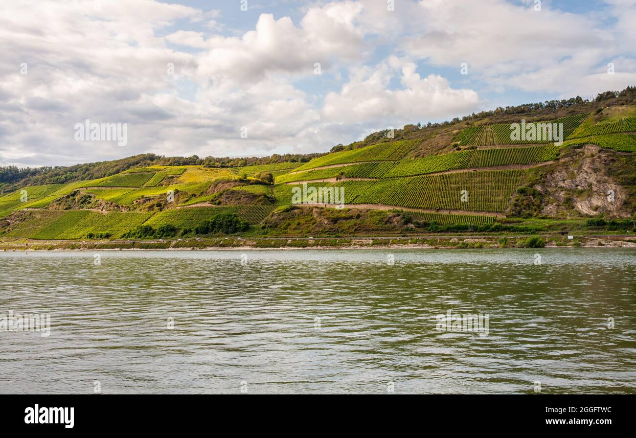 Weinberge des Bopparder Hamm Blick von Osterspai Stockfoto